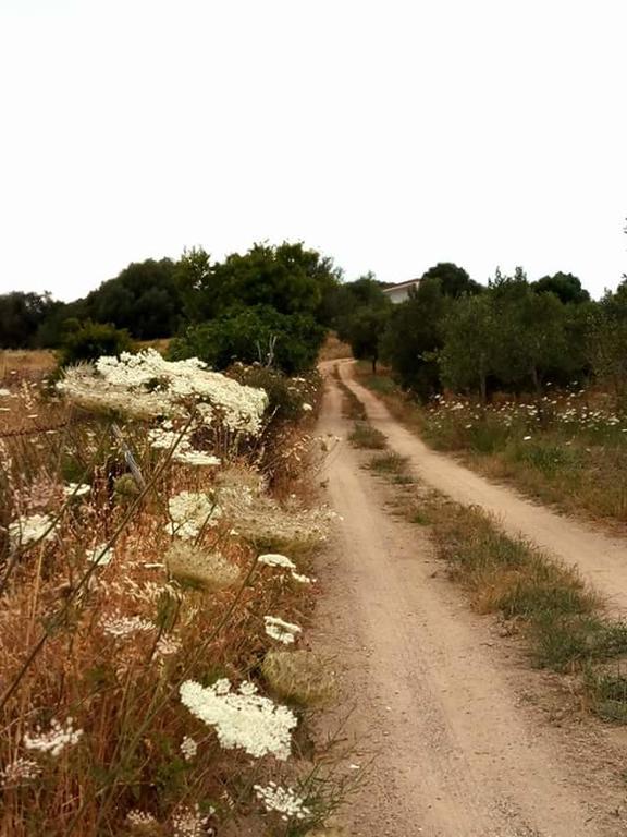 Nacchinono Bed & Breakfast Olbia Exterior photo