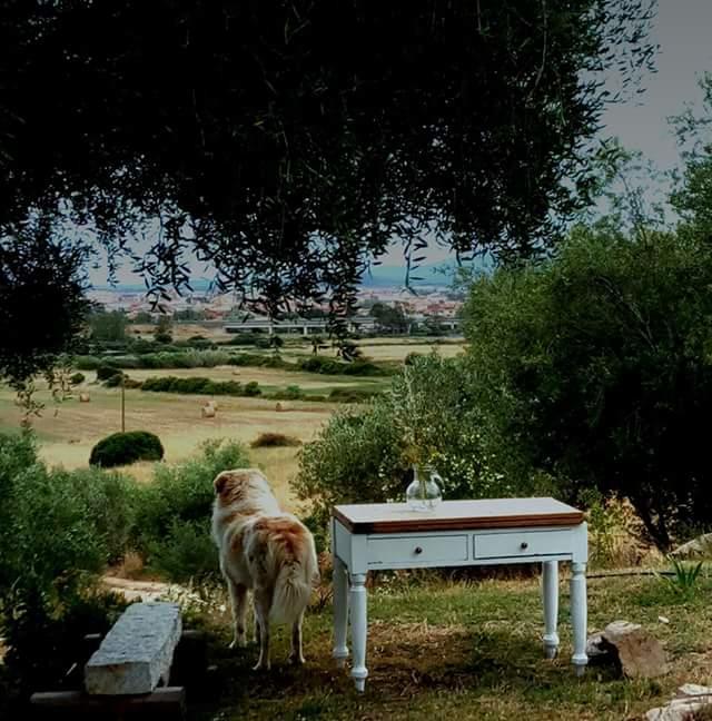 Nacchinono Bed & Breakfast Olbia Exterior photo